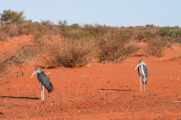 Marabu in der Kalahari in der Abendsonne