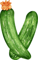 watercolor Zucchini