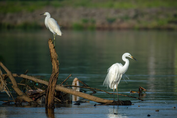 The great egret (Ardea alba) on branch