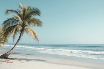 Serene coastal scene with a leaning palm tree on a tranquil beach under a clear sky