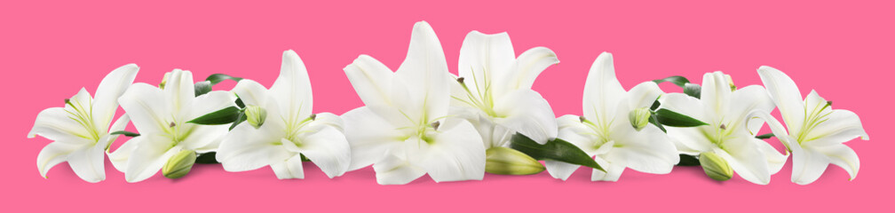 Obraz premium Beautiful white lily flowers on pink background. Banner design