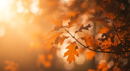 Fototapeta premium Golden autumn leaves bathed in warm sunlight showcasing nature's vibrant fall colors and tranquil beauty