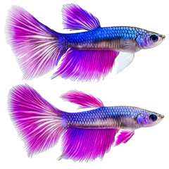 Vibrant Betta Fish with Colorful Fins Swimming Gracefully in Clear Water