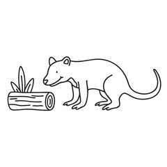 Fototapeta premium A Tasmanian devil sniffing near a hollow log in the forest