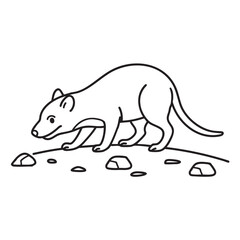 Fototapeta premium A Tasmanian devil sniffing tracks on a trail near rocks