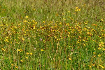 A close-up of yellow tickseed in a moist grassy field in Texas.