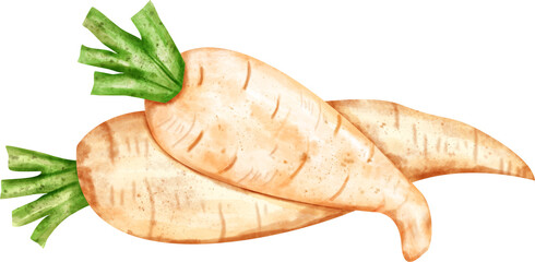 watercolor daikon