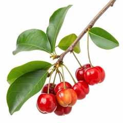 A beautiful cherry branch with ripe red cherries and vibrant green leaves