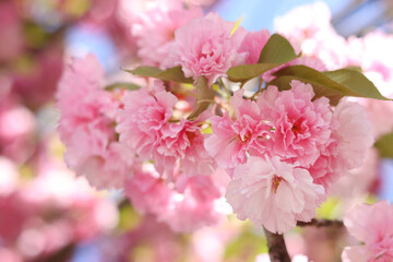 Sakura flowers. Sakura branches blooming with pink flowers. Close-up of lush pink flowers on tree branches. Nature background. Spring