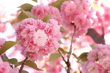 Sakura flowers. Sakura branches blooming with pink flowers. Close-up of lush pink flowers on tree branches. Nature background. Spring