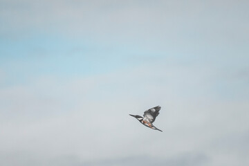 morning by the river on vancouver island. calm water, wildlike, birds, seals by the forest, in a natural beautiful place