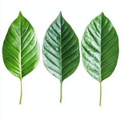 Obraz premium Three vibrant green leaves arranged in a row on white background