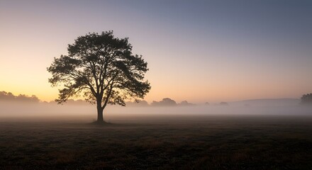 Fototapeta premium Misty sunrise solitary tree