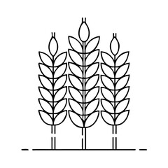 wheat icon, wheat vector illustration-simple illustration of wheat, perfect for wheat logos and icons