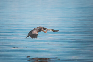 birdwatching on saratoga beach, vancouver island. quiet mood, calm water and blue atmosphere. heron, people by the shore and smooth pastel blue sky