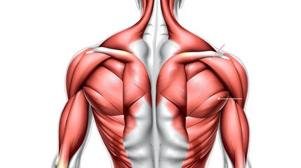 Back muscles detailed in a medical-style illustration, focusing on the trapezius and latissimus dorsi.