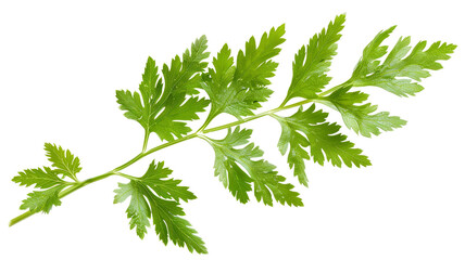 Fresh sprig of chervil. Delicate herb with a mild anise-like flavor. Ideal for culinary use and garnishes.