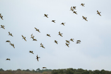 Barge à queue noire,.Limosa limosa, Black tailed Godwit