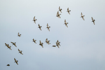 Barge à queue noire,.Limosa limosa, Black tailed Godwit