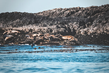 Obraz premium a wild day in tofino, vancouver island. summer clear day watching for sealife. bald eagles, sea otters, whales, killer whales around. sun is shining, the ocean waves are moving through the islandsc