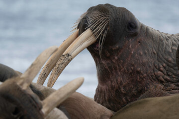 Morse, Odobenus rosmarus, Spitzberg, Svalbard, Norvège