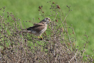 Faucon crécerelle,.Falco tinnunculus, Common Kestrel