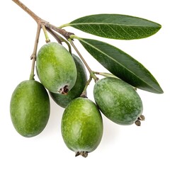 Close up shot of a feijoa branch with unripe fruits and leaves