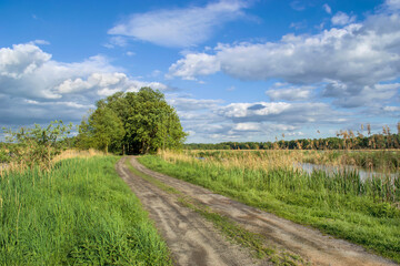 Landscape near the ponds in Milicz in Lower Silesia, landscape with a tree and a road 