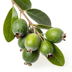 Close up of several feijoa fruits and leaves on a branch, isolated