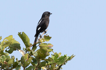 Corvinelle noir et blanc,.Lanius melanoleucus, Magpie Shrike