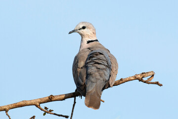 Tourterelle du Cap,.Streptopelia capicola, Ring necked Dove