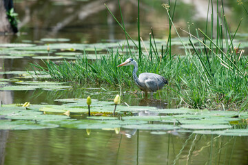 Héron cendré, Ardea cinerea, Grey Heron