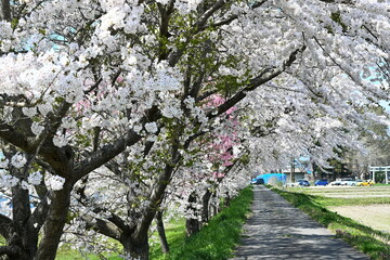 舟津川沿いの桜並木（福島県）