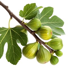 Branch of Green Figs with Leaves Isolated on a White Background