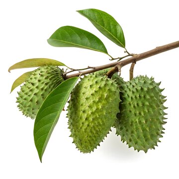 Soursop fruit on a branch with leaves against a white background