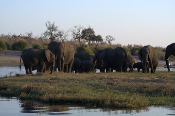 Obraz premium elephants in the water