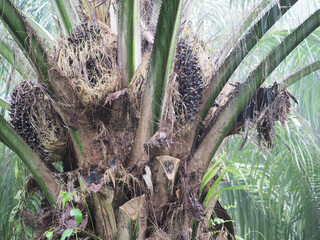 Rain falls on farmers' oil palm plantations