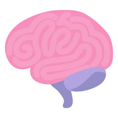 Brain human organ