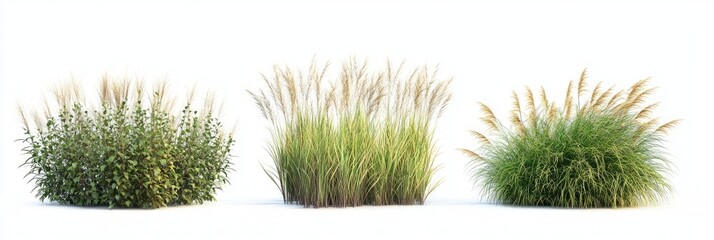 Three clumps of ornamental grasses
