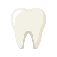 Healthy human molar tooth vector illustration. Clean white dental anatomy icon, oral care concept, medical tooth diagram.

