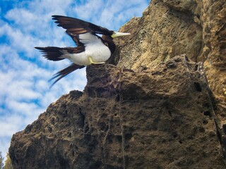 羽を広げるカツオドリ