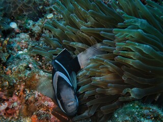 イソギンチャクの中で泳ぐ、黒いクマノミ