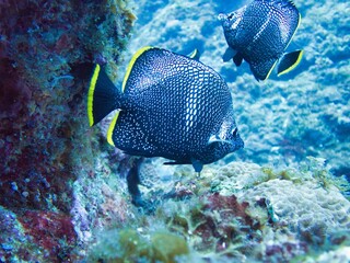 ユウゼン(Wrought iron butterflyfish)