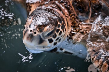 水から顔を出す海亀