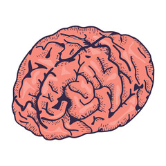 Realistic brain illustration