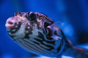 サザナミフグ(White-spotted puffer)