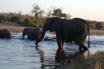 Fototapeta premium elephants in the water