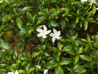 Crape jasmine or Tabernaemontana divaricata or milkwood flower plant, evergreen leaves shrubs, top view