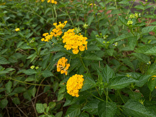 Lantana camara plant, yellow flower and green leaves, top view