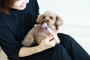 歯磨きをするトイ・プードル